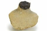 Bargain, Hollardops Trilobite - Visible Eye Facets #341313-1